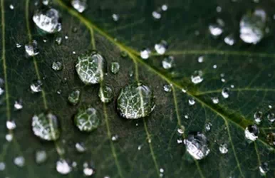 Water droplets on leaf