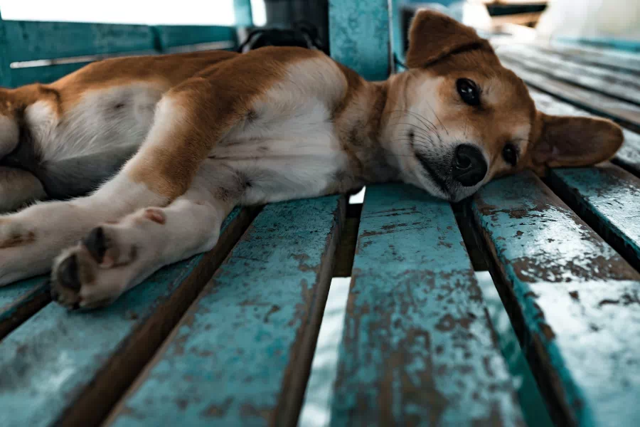 Hound dog laying in bed of a truck.